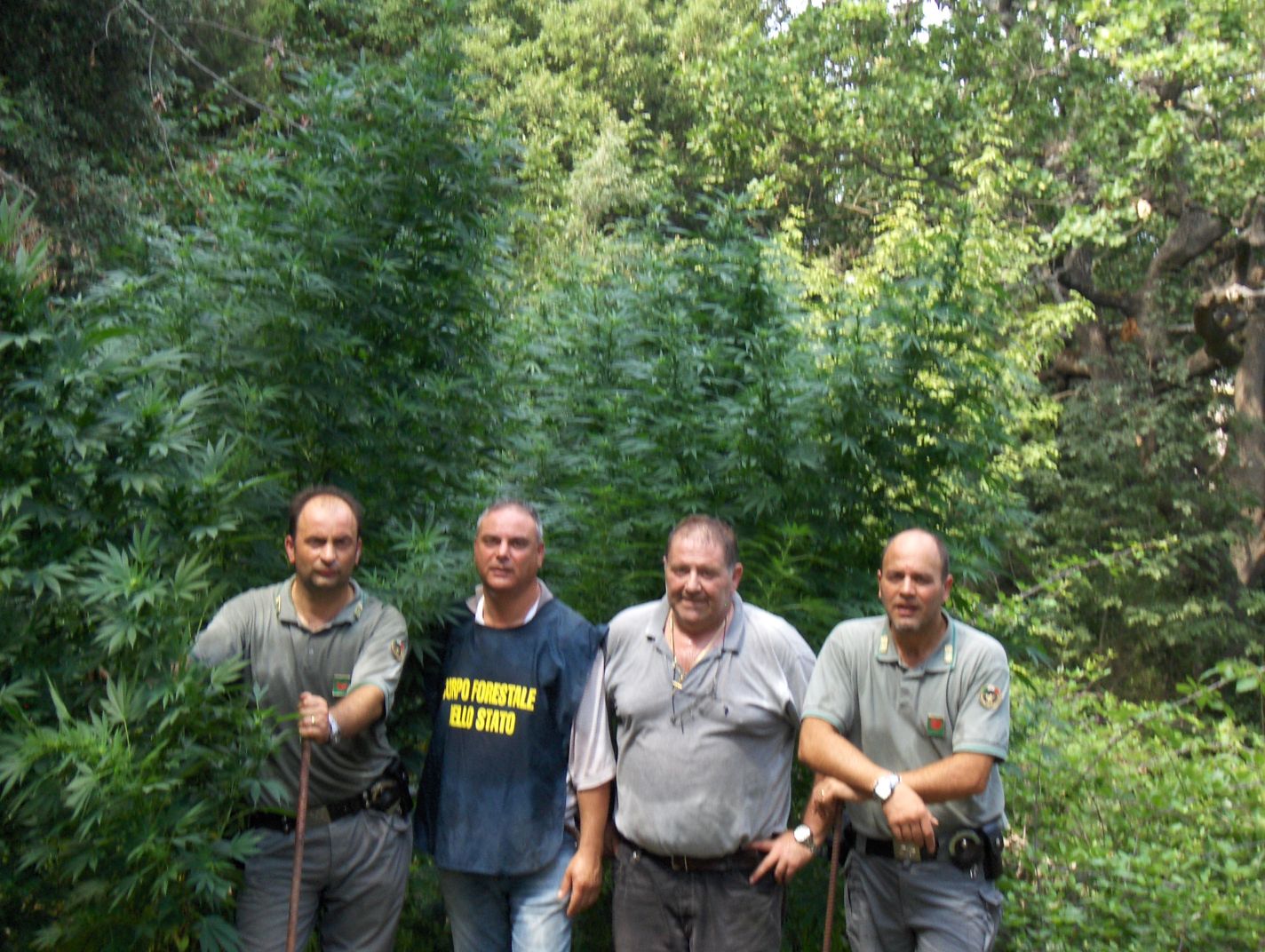 Droga: scoperte dalla forestale 500 piante di canapa indiana in provincia di Catanzaro